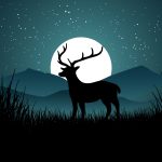 Animals-in-the-Night-Themed-Programme