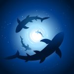 Anchors – Sharks Islands